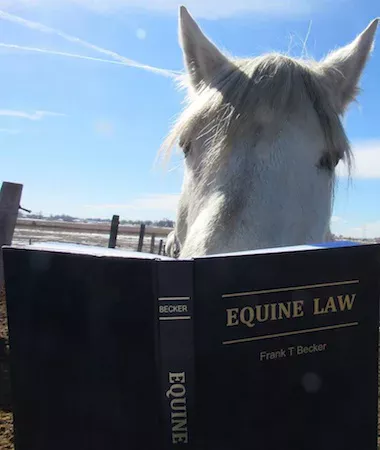 annie_equine_law_web.webp